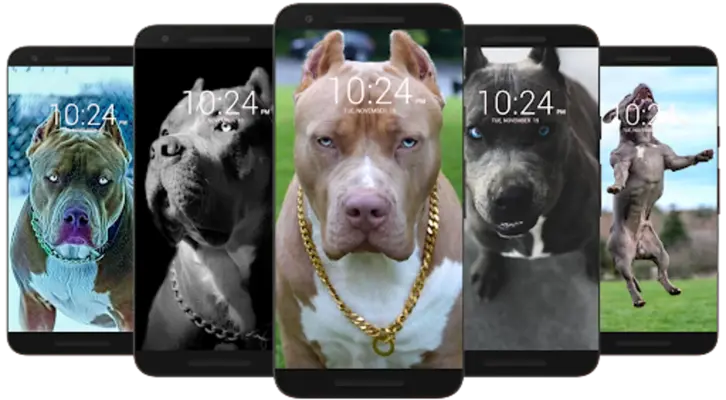 Pitbull Wallpaper HD android App screenshot 2